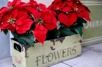 Christmas poinsettias Christmas poinsettias