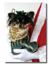 Chihuahua Christmas Card