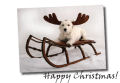 Free Happy Christmas card Free Happy Christmas card