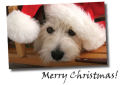 Merry Christmas Puppy Merry Christmas Puppy