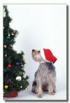 Yorkie Christmas Card